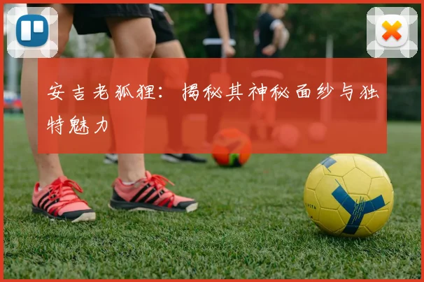 安吉老狐狸：揭秘其神秘面纱与独特魅力